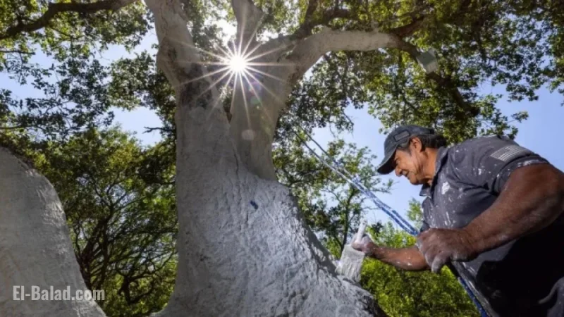 Oak-Killing Beetle Spreads to Ventura County, Expanding Its Range