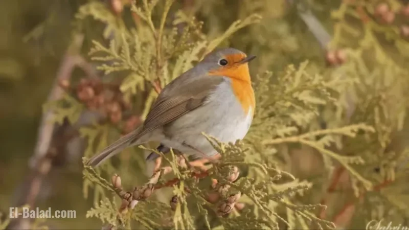 Rare Bird Draws Hundreds of Birdwatchers to Montreal