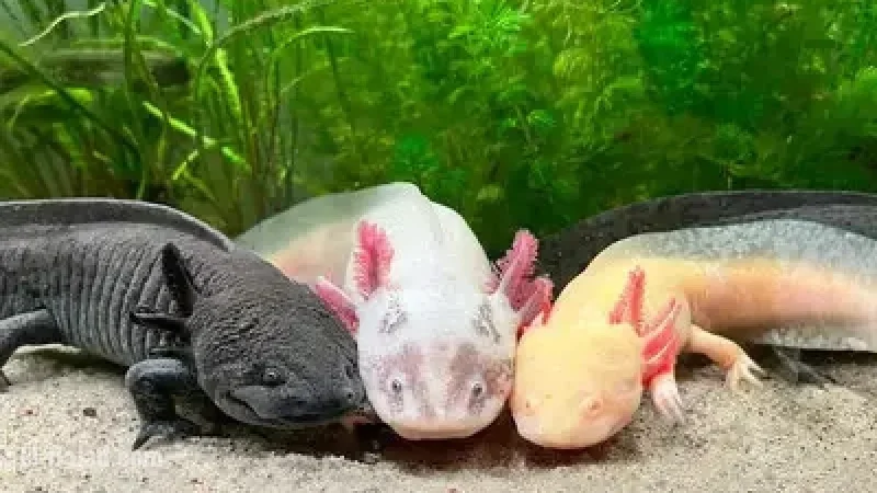 Unique Amphibian Shines in Vancouver Aquarium Exhibit