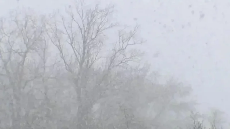 Southeast Michigan Snowfall Totals: Wednesday to Thursday Measurements