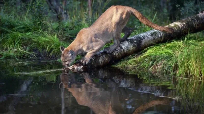 Backpackers Capture Cougar Encounter on Video in Olympic National Park
