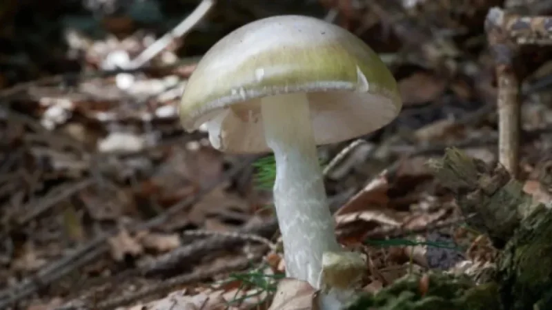 California Faces Major Death Cap Mushroom Outbreak: Deaths and Hospitalizations Reported