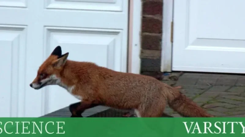 Are Urban Foxes Self-Domesticating in Cities?