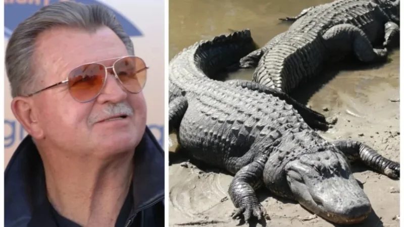 Ditka Believed Eating Alligator Fueled Bears’ Success