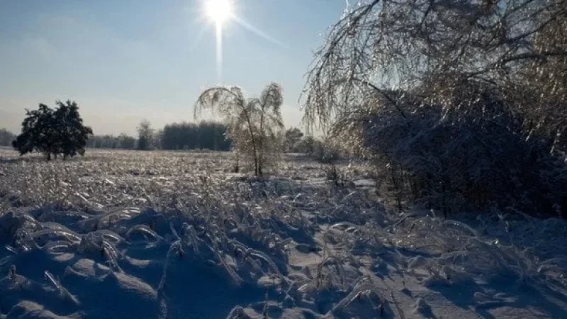 Wildlife Bravely Survives Chernobyl’s Winter in Exclusion Zone