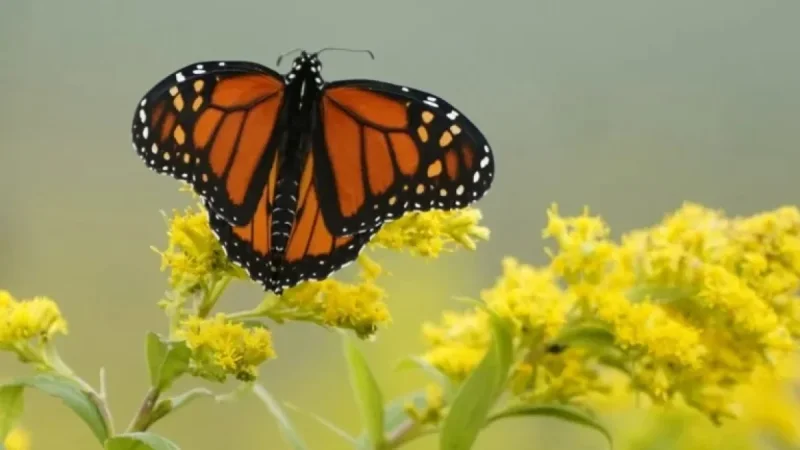 Ontario Cities Police Gardens, Overlook Biodiversity Protection