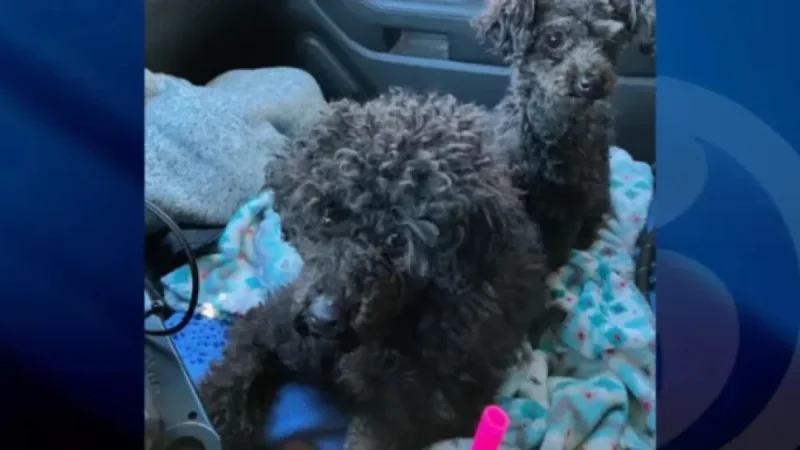 $5k Reward Announced for Rescue of Abandoned Poodles in Colchester Cold