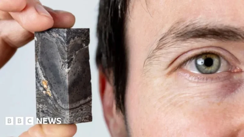 Aberdeenshire’s Prototaxites Fossil Enriches Museum Collection
