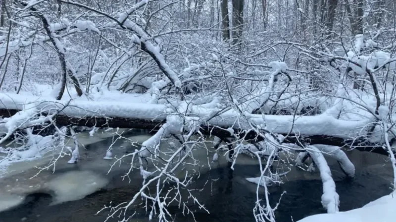 Do Trees Explode in Extreme Cold? Here’s the Truth.