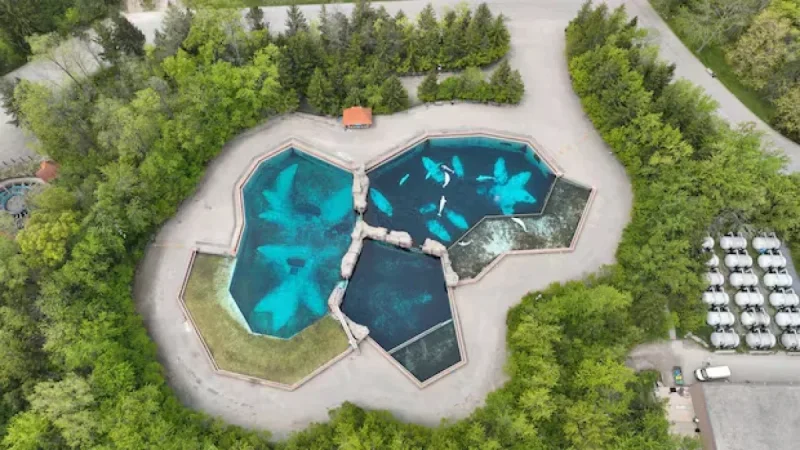 Marineland Threatens to Euthanize 30 Belugas at Niagara Falls Park