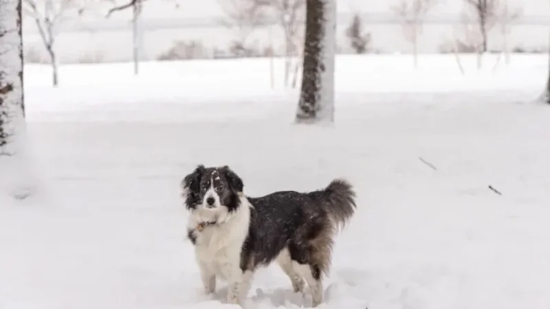 Philadelphia Snowstorm: Parker Declares Emergency, Latest Forecast Revealed