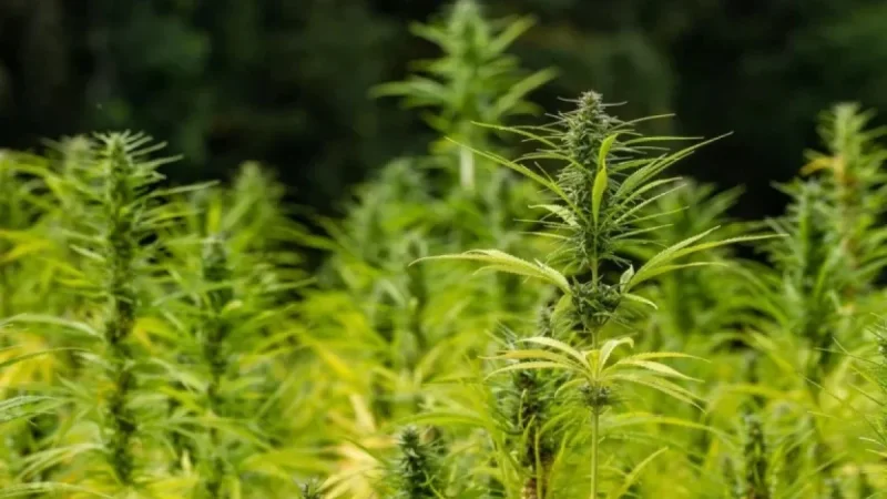 Bipartisan Bill Proposes Hemp Regulation, Reversing Trump’s Ban