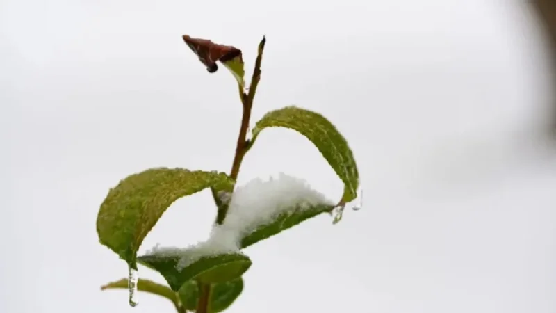 Prepare Now: Essential Steps Before the Ice Storm Hits