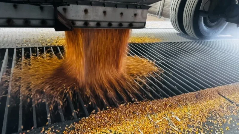 USDA Report Reveals Unexpected Corn Surplus, Surprising Minnesota Farmers