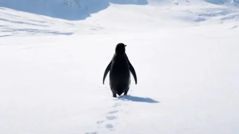 2007 Documentary’s Nihilist Penguin Clip Goes Viral in 2026