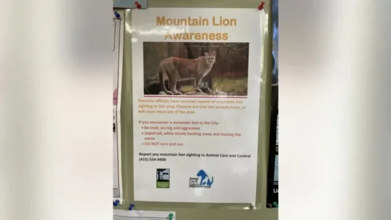 Mountain Lion Spotted Roaming San Francisco’s Pacific Heights Neighborhood
