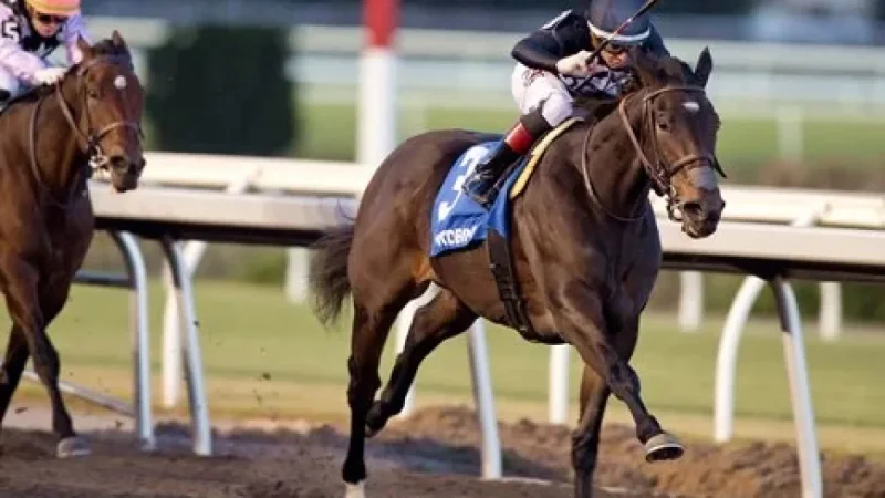 Stormcast, Graded Stakes Winner, Joins F-T Mixed Sale Lineup