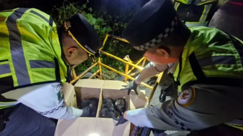 National Guard Rescues Spider Monkeys, Prevents Illegal Trade
