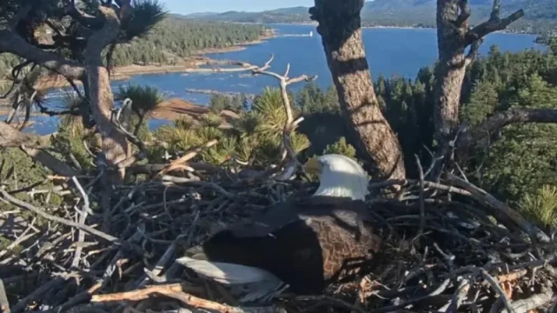 Jackie and Shadow, Big Bear Eagles, Lose Newly Laid Eggs