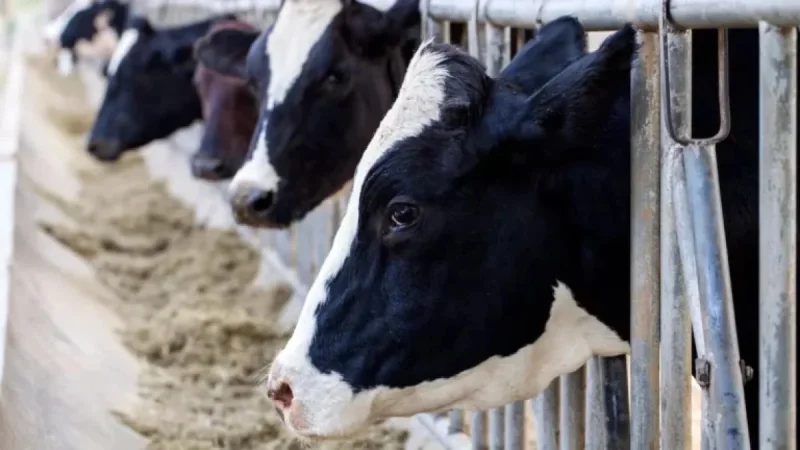 Dairy Prices to Rise 2-3% in Grocery Stores