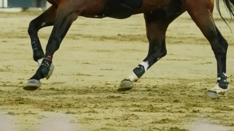 FEI Investigates Doha Warm-Up Altercation