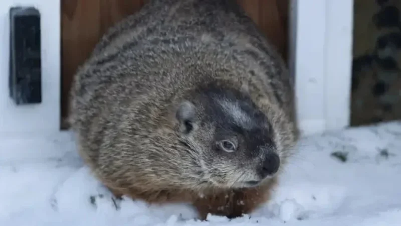 Groundhog Day 2026: Willie and Fred Forecast Spring, Sam Declines