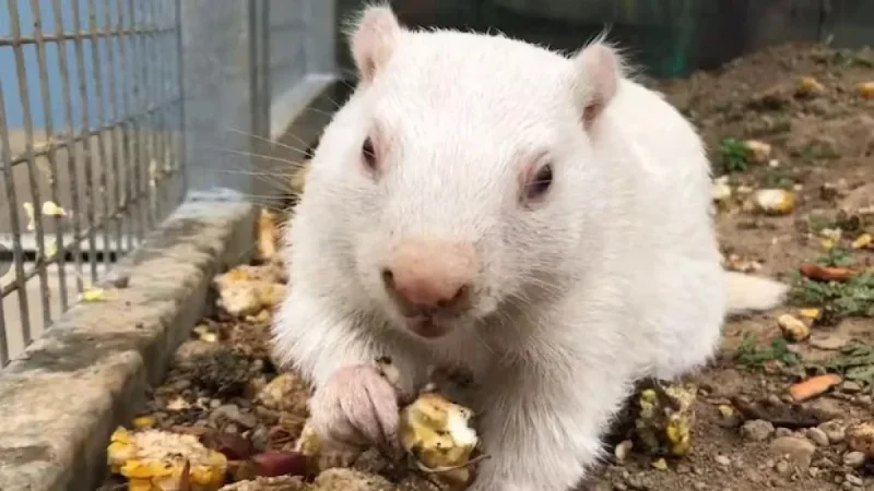 Groundhogs and Lobster Predict: Early Spring or Extended Winter?