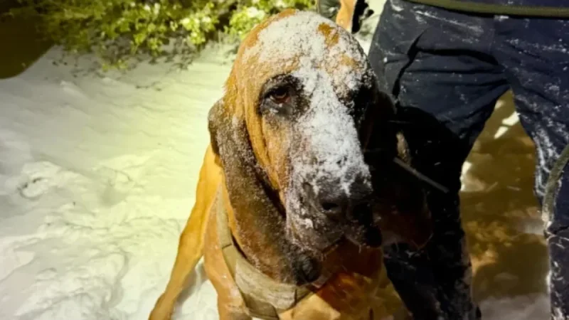 Police Dog Rescues North Carolina Boy with Special Needs in Snowstorm