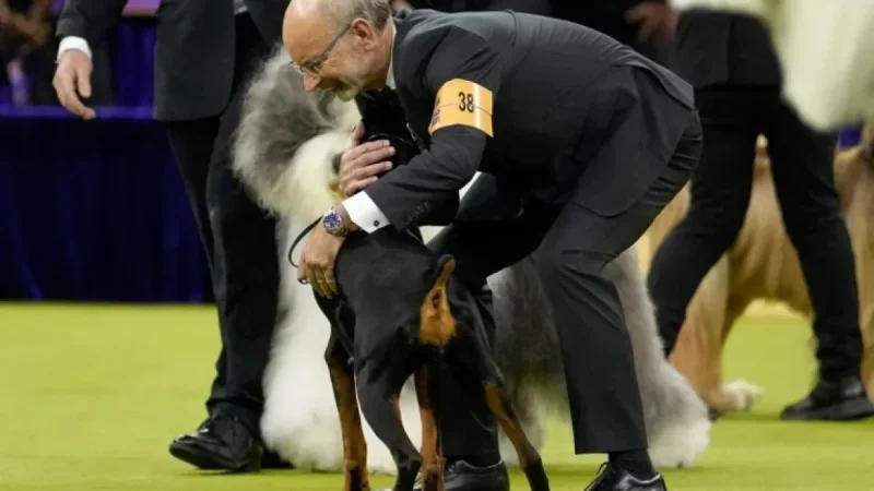 Westminster Show: Top Honors Awarded to Champion Dog