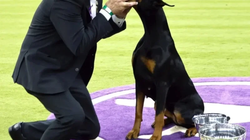 Doberman Pinscher Penny Earns Best in Show at Westminster Kennel Club