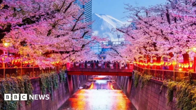 Japan Cancels Cherry Blossom Festival Due to Unruly Tourists