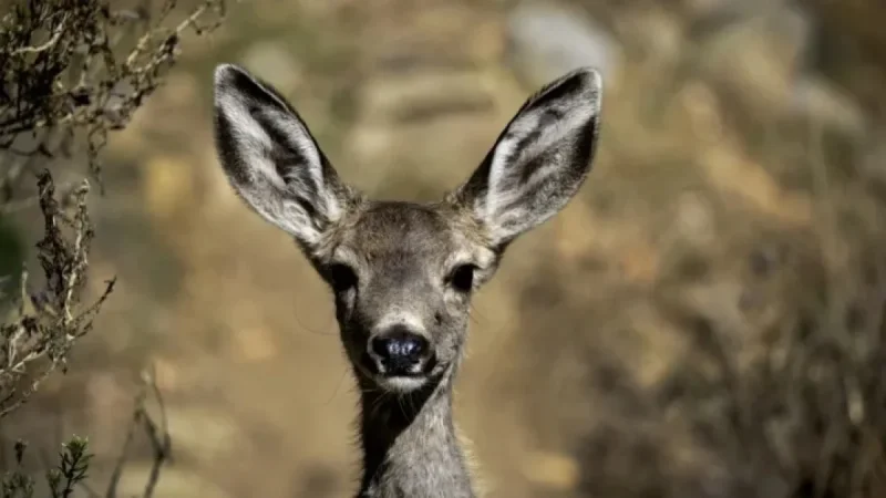 Catalina Island Restoration Plan to Cull Thousands of Mule Deer