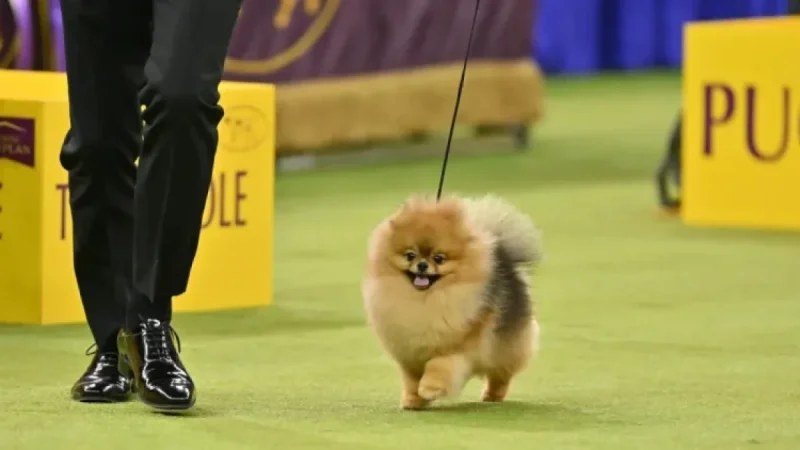Living with 33 Pomeranians: My Journey Among Thousands of Dogs