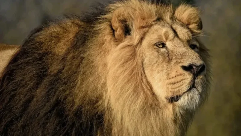 Asiatic Lion Population Soars 32% to Reach 891