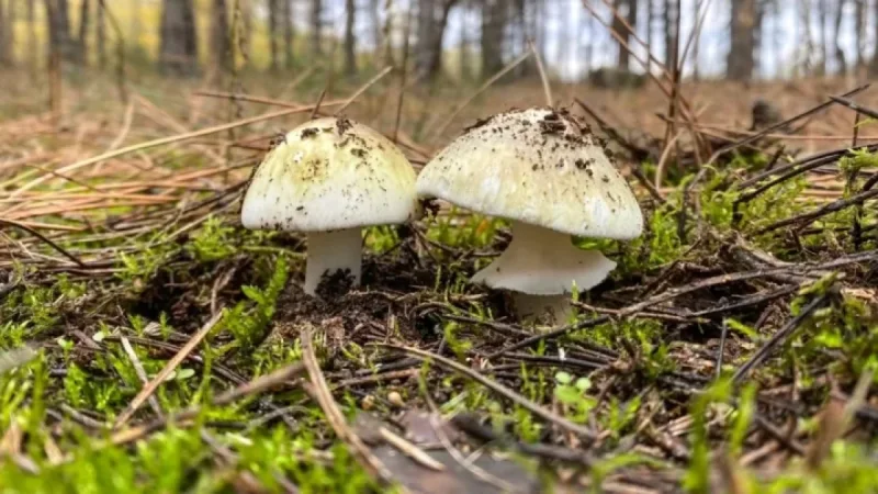 California Rain Spurs Death Cap Mushroom Spread, Claims 4 Lives