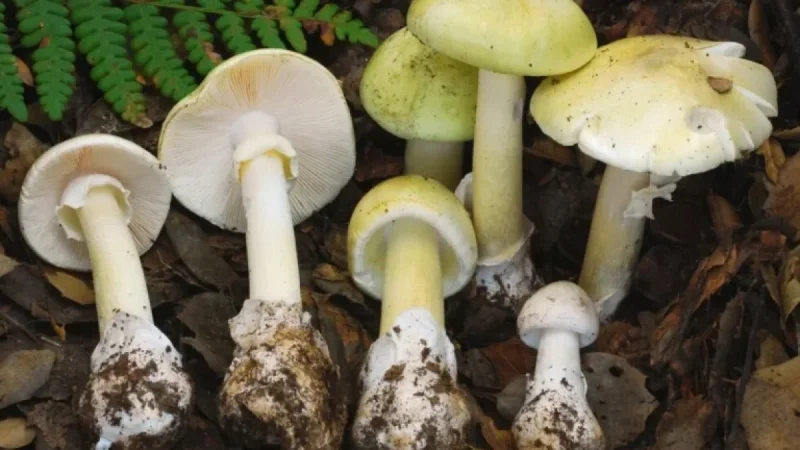 Four Killed as Dangerous Death Cap Mushrooms Proliferate in California