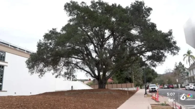 DUI Checkpoints, Adam Sandler in SB, and Madden’s Cal Poly Legacy
