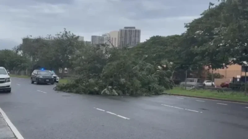 Hawaii’s Powerful Winds Cause Widespread Tree Damage and Power Outages