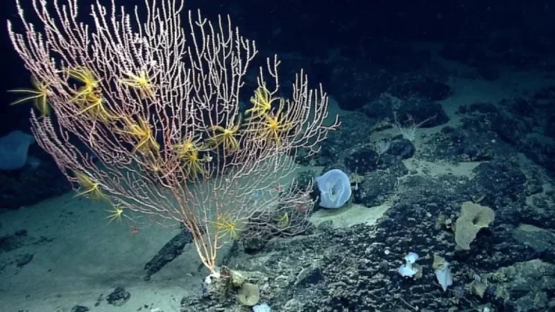 New England | Trump Reopens Commercial Fishing in Protected Area