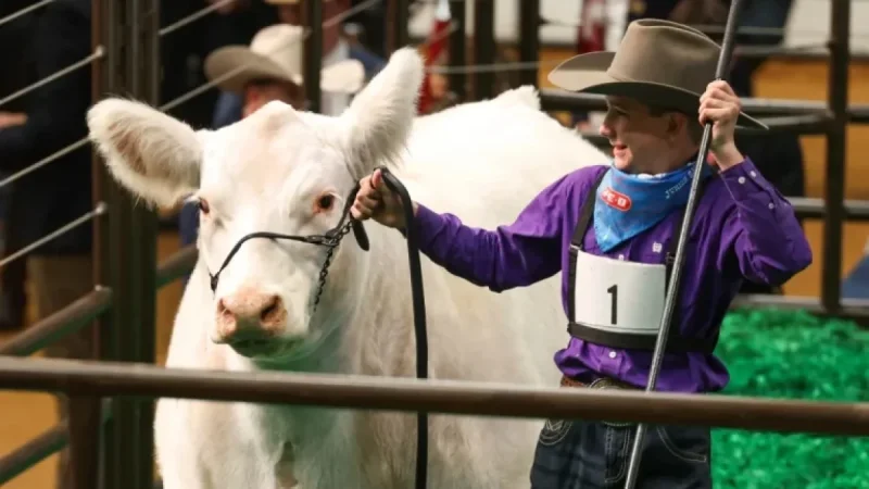 White Castle Sets Record Selling for $550,000 at Fort Worth Stock Show