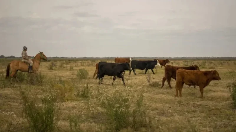 Experts Say Increased Argentina Beef Imports Won’t Significantly Lower Consumer Costs