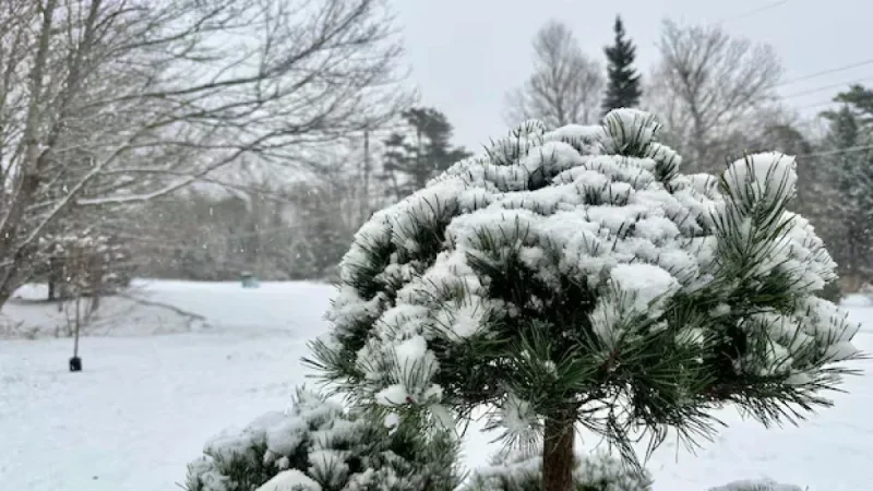 Wintry Storm Hits Nova Scotia, Sparks Snow-Clearing Operations
