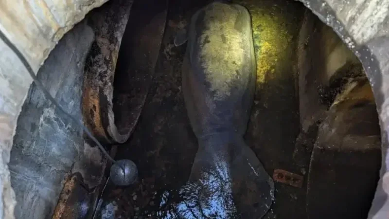 Florida Rescuers Free 410-Pound Manatee Trapped in Storm Drain
