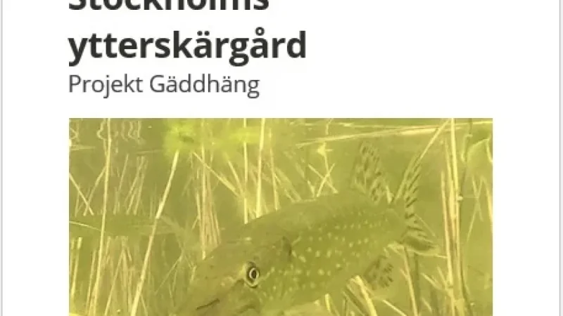 Restoring Predatory Fish Populations in Stockholm’s Outer Archipelago