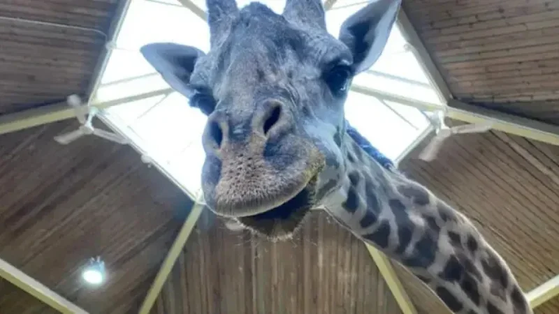 Toronto Zoo’s Kiko the Giraffe Died of Heart Failure, Postmortem Reveals