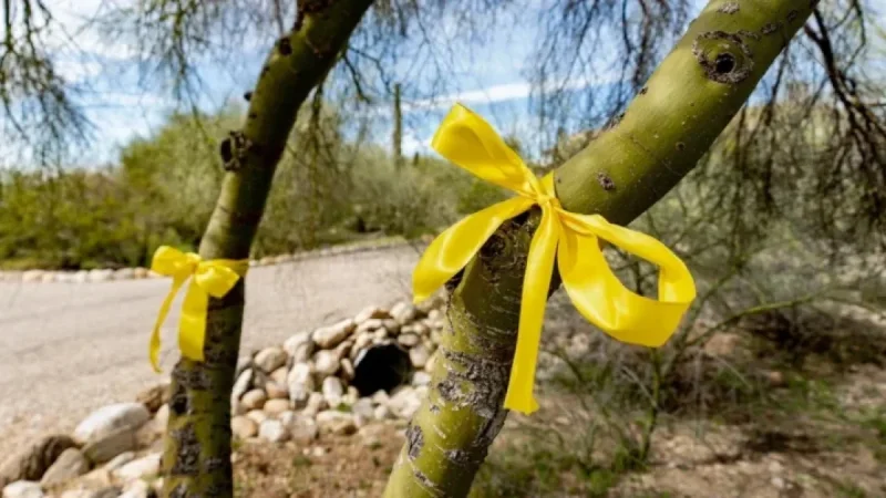 Savannah Guthrie Urges Action: ‘It’s Never Too Late,’ Live Updates Here
