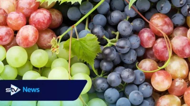 Tesco Recalls Popular Fruit Snack Due to Contamination Concerns