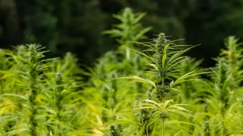 FDA Faces Criticism for Missing Deadline on Cannabinoid List and Hemp Containers