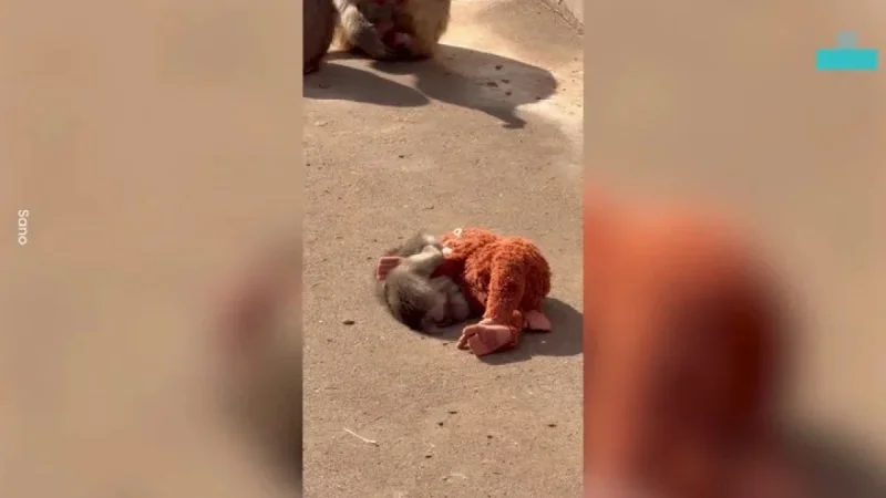 Abandoned Baby Monkey Finds Solace in Plush Orangutan Toy