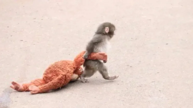 Baby Monkey Video Moves the World to Tears